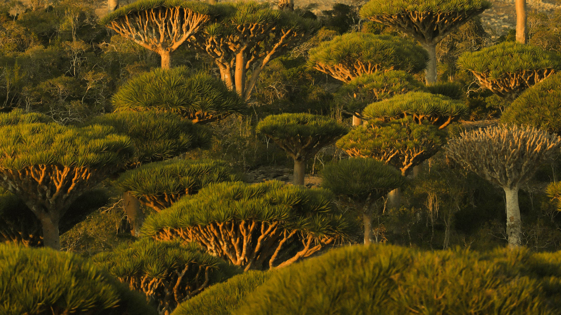 Socotra Photos - 2