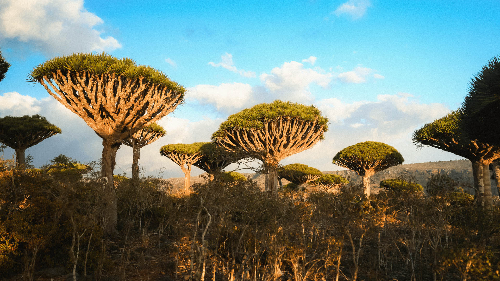 Socotra Photos - 1